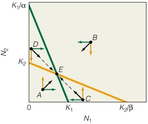 <strong> If the carrying capacity of species 2 was actually 50,what would the competitive outcome be?</strong> A)Both species coexist. B)Species 1 wins. C)Species 2 wins. D)Both species go extinct.