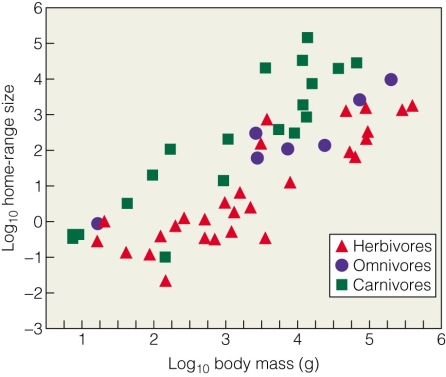 <strong> This figures illustrates that territory size is positively correlated with</strong> A)density. B)body size. C)feeding type. D)rainfall.