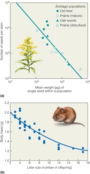 <strong> These data support the trade-off that</strong> A)size of offspring is correlated with number of offspring. B)size of offspring is correlated with size of mother. C)number of offspring is correlated with survival. D)habitat type is correlated with size of mother.