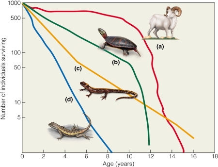 <strong> The Dall sheep (a)curve represents which type of survivorship curve?</strong> A)Type I B)Type II C)Type III D)Type IV