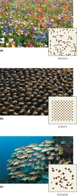 <strong> When sampling a species that has clumped distributions,which approach listed below is best?</strong> A)sampling at random locations B)counting every individual C)calculating an ecological density D)assuming a uniform distribution
