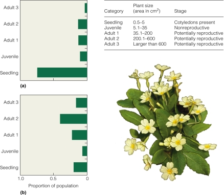 <strong> According to the figure,the predominant plant in an open site is roughly ________ cm3 in size.</strong> A)larger than 600 B)200.1-600 C)5)1-35 D)0)5-5