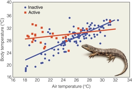 <strong> In this figure,the slope of the lines for active lizards and inactive ones suggests that</strong> A)active lizards are regulating their temperature in some way. B)inactive lizards are regulating their temperature in some way. C)there is no difference in trends between the two types. D)active lizards retain their cool across a wider variety of temperatures.