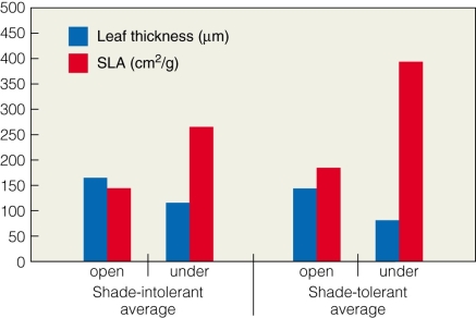 <strong> Why is the SLA higher under shade for both shade-tolerant and shade-intolerant plants?</strong> A)Shade intolerant plants have larger surface areas. B)Leaves tend to be thicker in the shade. C)Leaves tend to have larger surface areas to absorb more sunlight. D)Shade tolerant plants have larger surface areas.