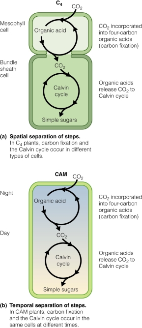 <strong> Which of the following photosynthetic pathways is ideal for desert plants?</strong> A)CAM B)C₄ C)C₃ D)respiration