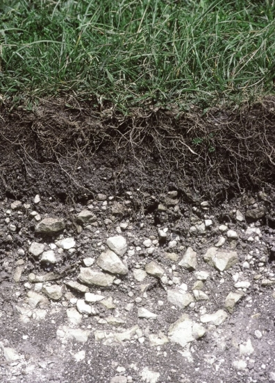 <strong> The rocky area at the bottom of the photo would be considered which section of a soil profile?</strong> A)unconsolidated material B)subsoil C)topsoil D)organic layer
