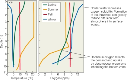 <strong> What might make the winter profile for oxygen concentration in winter appear more like the fall profile?</strong> A)a lack of ice formation on the surface and few decomposers at the lake bottom B)ice formation on the surface and few decomposers at the lake bottom C)a lack of ice formation on the surface and increased numbers of decomposers at the lake bottom D)ice formation on the surface and increased numbers of decomposers at the lake bottom