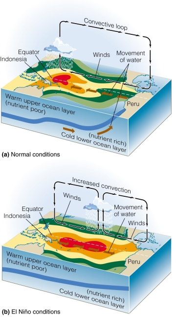 <strong> Weakening of trade winds results in</strong> A)flooding in Peru. B)flooding in Indonesia. C)reduced convection. D)cooler ocean temperatures in Peru.