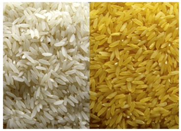 How can vitamin A deficiency be reduced through genetic engineering of staple foods like rice?