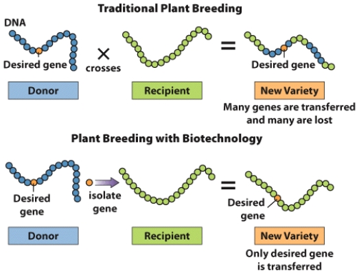 Using biotechnology,give some examples of how the quantity and quality of some foods have been enhanced.