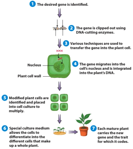 How could the use of GM foods,as illustrated,result in foods that may cause harm for consumers?