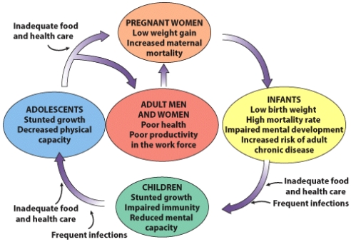 At what points can the cycle of malnutrition be broken? Why might there be inadequate food for individuals and populations in several places in this cycle?