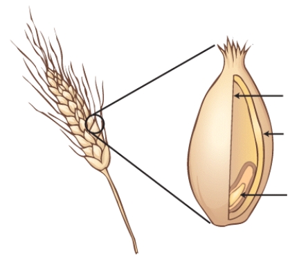 Identify the parts of a whole-grain kernel,and describe the nutrients that are found in each part.Then,describe the parts of the kernel that are used to produce white,enriched,all-purpose flour and identify the nutrients that would NOT be present in this flour.