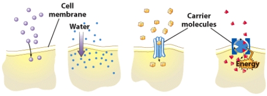 Describe the type of absorption mechanism represented by each of the four separate parts in the figure.