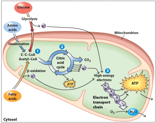 Using the figure as a guide,complete the description of the process of cellular respiration. Why is this process referred to as respiration? a)Cellular respiration uses ________ to convert glucose,fatty acids,and amino acids into ________,water,and _______,in the form of ATP. b)In the presence of oxygen,glucose,fatty acids,and amino acids can be metabolized to produce ___________. c)______________ is broken down by the citric acid cycle to yield carbon dioxide (CO<sub>2</sub>)and high-electrons. d)The __________ are shuttled to the electron transport chain where their energy is used to generate ATP and they combined with oxygen and hydrogen to form water.