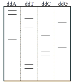 <strong>What is the genetic sequence shown on the autoradiogram below? </strong> A) AATGTCAGCCTT B) TTCCGACTGTAA C) AAATTTTCCCGG D) GGCCCTTTTAAA E) TTTAAAAGGGCC
