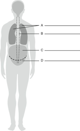 MATCHING Fill in the correct labels for the following figure using the word bank below.   a.Abdominal cavity b.Pleural sac c.Pelvic cavity d.Pericardial cavity A _______________<div style=padding-top: 35px> 