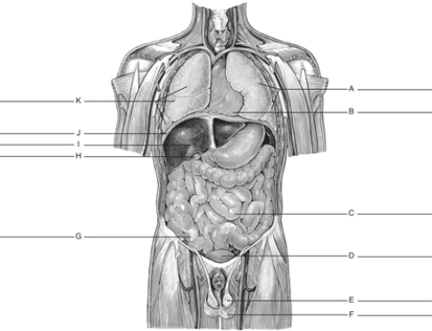Fill in the correct labels for the following figure using the word bank below.   a.Small intestine b.Scrotum c.Liver d.Gallbladder e.Diaphragm f.Pericardial sac containing heart g.Right lung h.Left lung i.Appendix j.Testis k.Urinary bladder H _______________<div style=padding-top: 35px> 