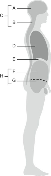 MATCHING Fill in the correct labels for the following figure using the word bank below. a.Abdominal cavity b.Abdominopelvic cavity c.Cranial cavity d.Diaphragm e.Dorsal cavity f.Pelvic cavity g.Thoracic cavity h.Vertebral canal A _____