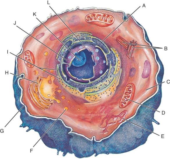 Fill in the correct labels for the following figure using the word bank below. a.Centrioles b.Cytoplasm c.Golgi complex d.Lysosome e.Mitochondrion f.Nuclear membrane g.Nucleolus h.Nucleus i.Plasma membrane j.Ribosomes k.Rough endoplasmic reticulum l.Smooth endoplasmic reticulum _____