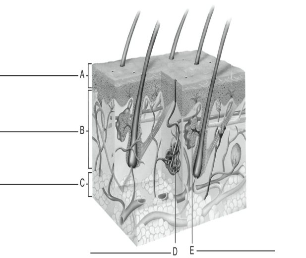 Fill in the correct labels for the following figure using the word bank below. a.Dermis b.Epidermis c.Sebaceous gland d.Subcutaneous layer e.Sweat gland A _____