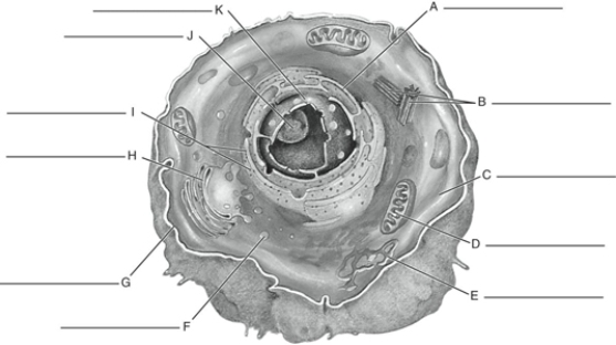 MATCHING Fill in the correct labels for the following figure using the word bank below. a.Mitochondrion b.Plasma membrane c.Ribosomes d.Centrioles e.Nucleolus f.Cytoplasm g.Rough endoplasmic reticulum h.Nucleus i.Smooth endoplasmic reticulum j.Lysosome k.Golgi complex E ____________