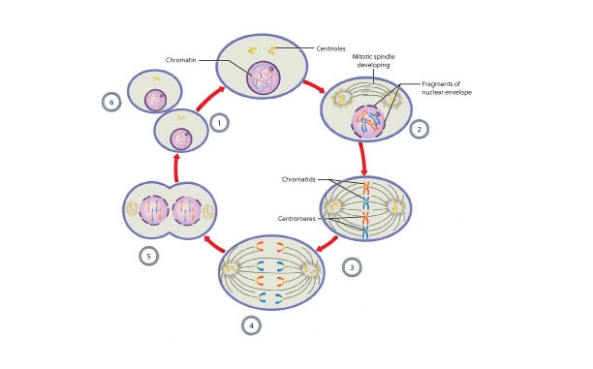 Fill in the correct labels for the following figure using the word bank below. a.Anaphase b.Daughter Cells c.Telophase d.Prophase e.Interphase f.Metaphase C___________