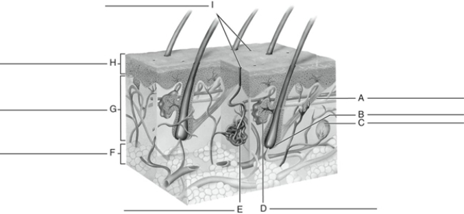 MATCHING Fill in the correct labels for the following figure using the word bank below.   a.Sweat gland b.Epidermis c.Hair follicle d.Dermis e.Arrector pili f.Openings of sweat glands g.Sebaceous gland h.Nerve ending i.Subcutaneous layer A ____________<div style=padding-top: 35px> 