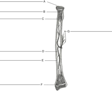 MATCHING Fill in the correct labels for the following figure using the word bank below. a.Compact bone b.Marrow cavity c.Epiphyseal line d.Articular surface e.Periosteum f.Red marrow g.Spongy bone B ____________