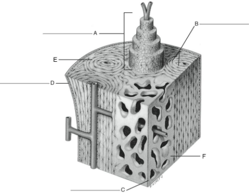 Fill in the correct labels for the following figure using the word bank below. a.Endosteum b.Compact Bone c.Spongy Bone d.Lacunae containing osteocytes e.Haversian system f.Fibrous layer of periosteum C ___________