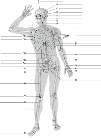 Fill in the correct labels for the following figure using the word bank below. a.True ribs b.Maxilla c.Carpals d.Clavicle e.Patella f.Ischium g.Metacarpals h.Phalanges i.Temporal j.Pubis k.Frontal l.Cervical vertebrae m.Femur n.Parietal o.Phalanges p.Nasal q.False ribs r.Pubic symphysis s.Ulna t.Tibia u.Humerus v.Fibula w.Radius x.Coccyx y.Orbit z.Mandible A ___________