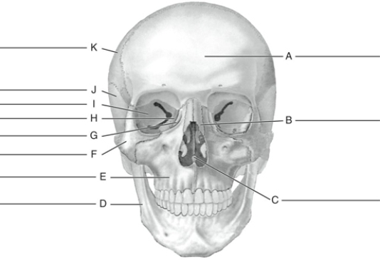Fill in the correct labels for the following figure using the word bank below. a.Vomer b.Malar (zygomatic) c.Temporal d.Frontal e.Sphenoid f.Parietal g.Mandible h.Maxilla i.Nasal j.Lacrimal k.Ethmoid A ___________