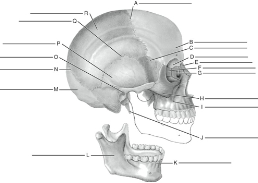 Fill in the correct labels for the following figure using the word bank below. a.Squamous suture b.Styloid process of temporal c.Lambdoidal suture d.Maxilla e.External auditory meatus f.Frontal g.Coronal suture h.Occipital i.Parietal j.Orbit k.Nasal l.Ramus m.Temporal n.Sphenoid o.Malar (zygomatic) p.Lacrimal q.Mandible r.Ethmoid I ___________