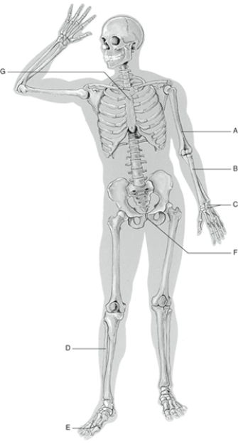 MATCHING Fill in the correct labels for the following figure using the word bank below. a.Carpels b.Fibula c.Humerus d.Metatarsals e.Pubic symphysis f.Radius g.Sternum A _________