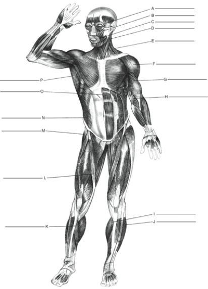 MATCHING Fill in the correct labels for the following figure using the word bank below. a.Deltoid b.Sartorius c.Rectus abdominis d.Zygomatic e.Orbicularis oculi f.External oblique g.Gluteus medius h.Sternocleido- mastoid i.Brachialis j.Trapezius k.Biceps brachii l.Gastrocnemius m.Latissimus dorsi n.Peroneus o.Soleus p.Orbicularis oris F ___________