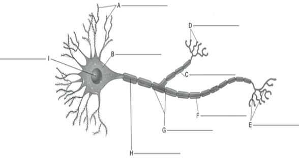MATCHING Fill in the correct labels for the following figure using the word bank below.   a.Synaptic terminals b.Nodes of Ranvier c.Schwann cell d.Dendrites e.Cell body f.Collateral branch g.Axon h.Nucleus i.Terminal branches E ___________<div style=padding-top: 35px> 