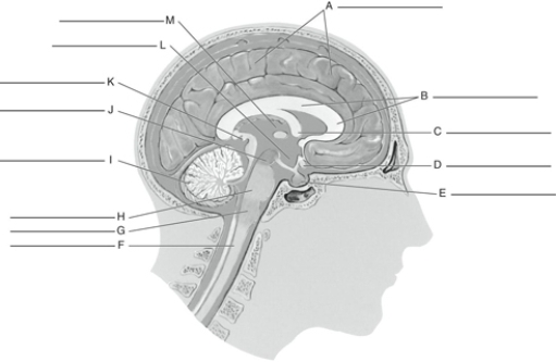Fill in the correct labels for the following figure using the word bank below.   a.Optic chiasma b.Midbrain c.Pituitary d.Cerebellum e.Pineal body f.Thalamus g.Cerebrum h.Fornix i.Corpus callosum j.Spinal cord k.Pons l.Medulla m.Hypothalamus A ___________<div style=padding-top: 35px> 