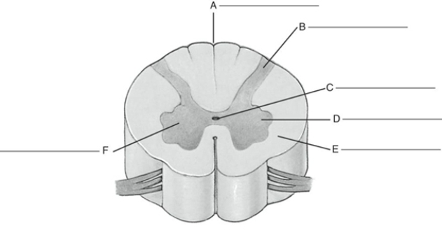 Fill in the correct labels for the following figure using the word bank below.   a.Gray matter b.Anterior column c.Posterior column d.Posterior (dorsal) fissure e.White matter f.Central canal A ___________<div style=padding-top: 35px> 