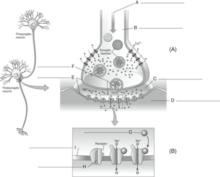 Fill in the correct labels for the following figure using the word bank below.   a.Postsynaptic neuron b.Presynaptic neuron c.Action potential d.Neurotransmitter e.Plasma membranes f.Synaptic cleft B ___________<div style=padding-top: 35px> 