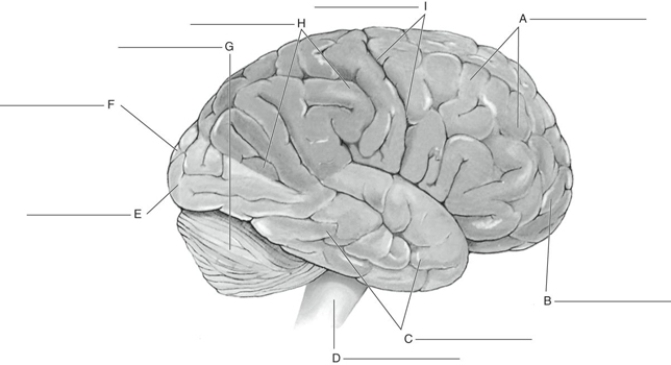 Fill in the correct labels for the following figure using the word bank below.   a.Occipital lobe b.Prefrontal area c.Parietal lobe d.Cerebellum e.Frontal lobe f.Central sulcus g.Temporal lobe h.Medulla i.Cerebrum C __________<div style=padding-top: 35px> 