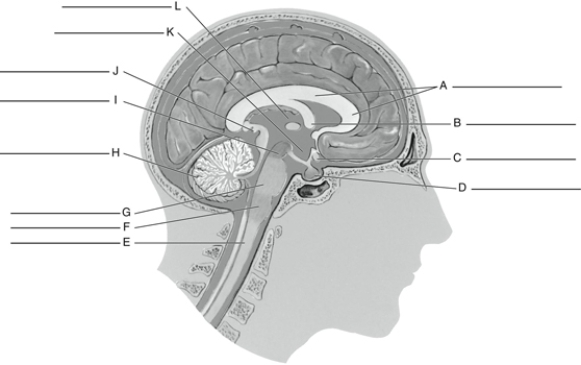 Fill in the correct labels for the following figure using the word bank below. -A ___________