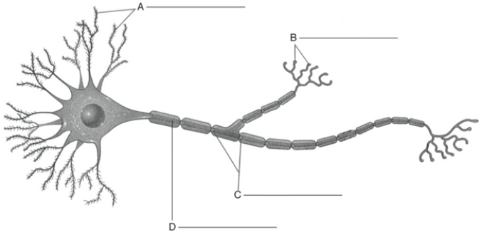 MATCHING Fill in the correct labels for the following figure using the word bank below. a.Axon b.Dendrite c.Nodes of Ranvier d.Synaptic terminals A _________