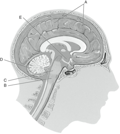 Fill in the correct labels for the following figure using the word bank below. a.Cerebellum b.Cerebrum c.Hypothalamus d.Medulla e.Pons B _________