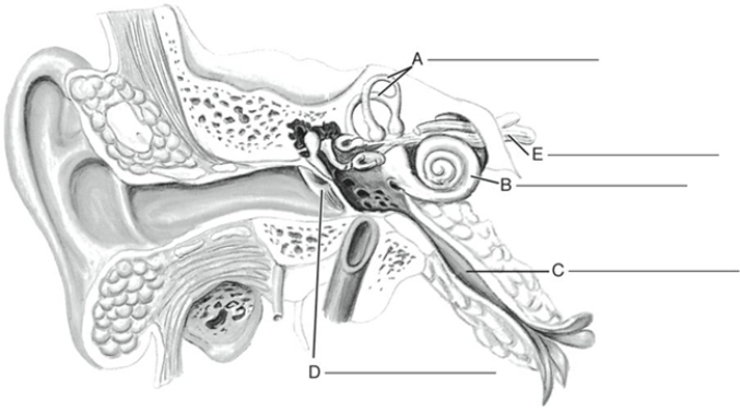 Fill in the correct labels for the following figure using the word bank below. a.Cochlea b.Cochlear nerve c.Eustachian tube d.Semicircular canals e.Tympanic membrane A _________