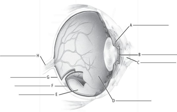 MATCHING Fill in the correct labels for the following figure using the word bank below. a.Choroid b.Cornea c.Posterior cavity (vitreous humor) d.Sclera e.Pupil f.Optic nerve g.Retina h.Iris B __________