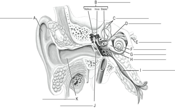 Fill in the correct labels for the following figure using the word bank below. a.Round window b.Oval window c.Eustachian tube d.Cochlear nerve e.Pinna f.Semicircular canals g.Ossicles h.External auditory meatus i.Cochlea j.Tympanic membrane k.Vestibule C __________