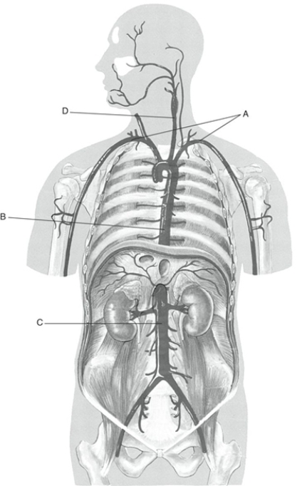Fill in the correct labels for the following figure using the word bank below. a.Abdominal aorta b.Common carotid artery c.Subclavian d.Thoracic aorta D ________