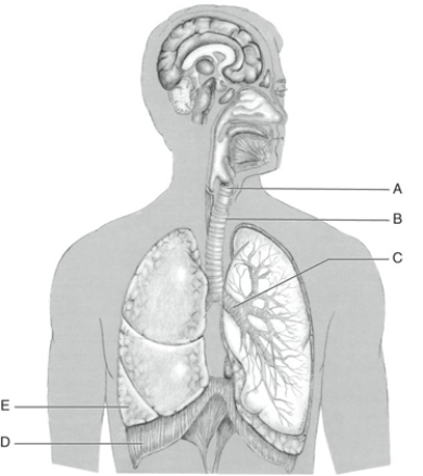 Fill in the correct labels for the following figure using the word bank below. -B __________
