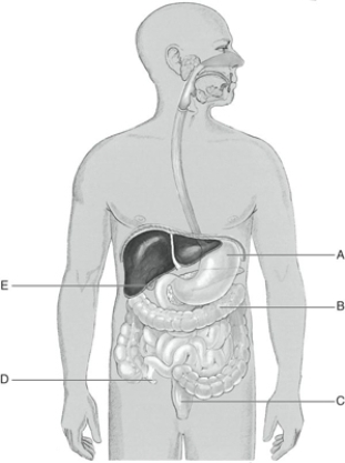 Fill in the correct labels for the following figure using the word bank below. -D _________