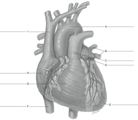 MATCHING Fill in the correct labels for the following figure using the word bank below. a.Apex b.Right atrium c.Arch of aorta d.Inferior vena cava e.Superior vena cava f.Left pulmonary veins g.Auricle of left atrium h.Pulmonary arteries i.Right ventricle E ___________
